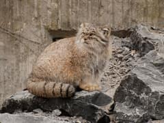 Pallas's cat