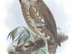Pallid Scops Owl