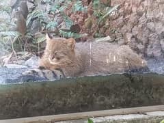 Pampas cat