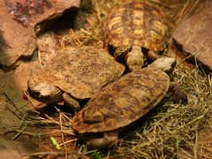 Pancake tortoise