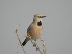 Pander's Ground Jay