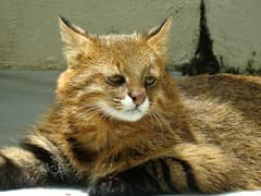 Pantanal cat