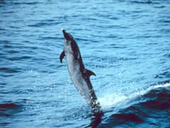 Pantropical spotted dolphin