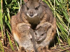 Parma wallaby