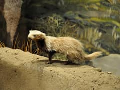 Patagonian weasel