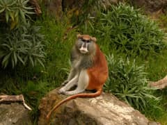 Patas monkey