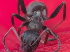 Pharaoh ant