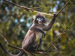 Phayre's leaf monkey