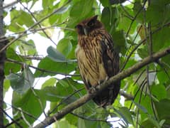 Philippine Eagle-Owl