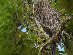 Philippine Eagle