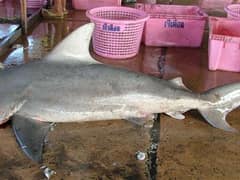 Pigeye shark