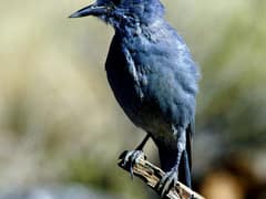 Pinyon Jay