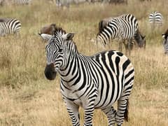 Plains zebra