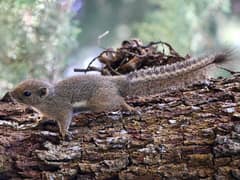Plantain squirrel