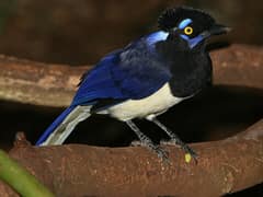 Plush-crested Jay