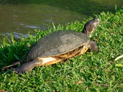 Pond slider