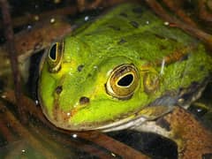 Pool frog
