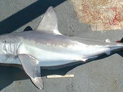 Porbeagle