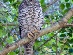 Powerful Owl