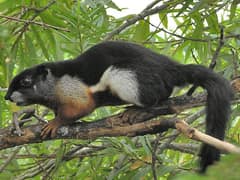 Prevost's squirrel