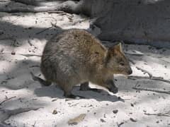 Quokka