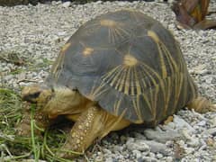 Radiated tortoise