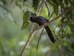 Ratchet-tailed Treepie