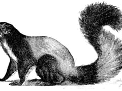 Red and white giant flying squirrel