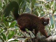 Red-bellied lemur