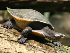 Red-bellied short-necked turtle