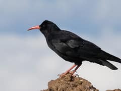 Red-billed Chough
