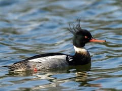 Red-breasted Merganser