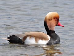 Red-crested Pochard