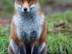 Red Fox