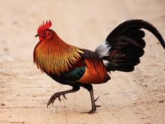 Red Junglefowl