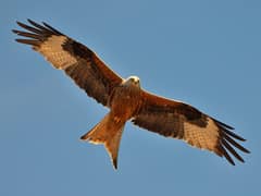 Red Kite