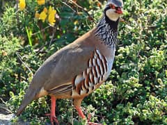 Red-legged Partridge