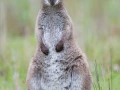 Red-necked wallaby