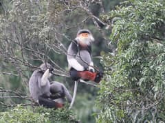 Red-shanked douc