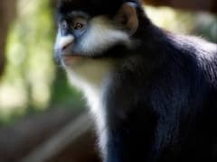 Red-tailed monkey