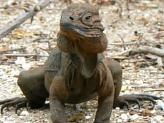 Rhinoceros iguana
