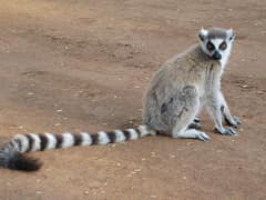 Ring-tailed lemur
