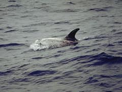 Risso's Dolphin
