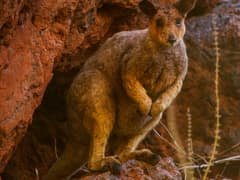 Rothschild's rock-wallaby