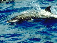 Rough-toothed dolphin
