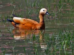Ruddy Shelduck
