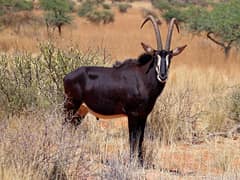 Sable antelope