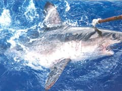 Salmon shark