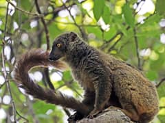 Sanford's brown lemur