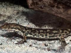 Sardinian brook salamander